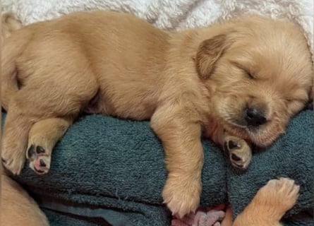 Golden Retriever dark reinrassig