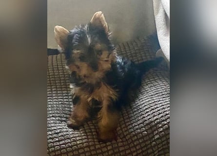 Yorkshire Terrier Welpen
