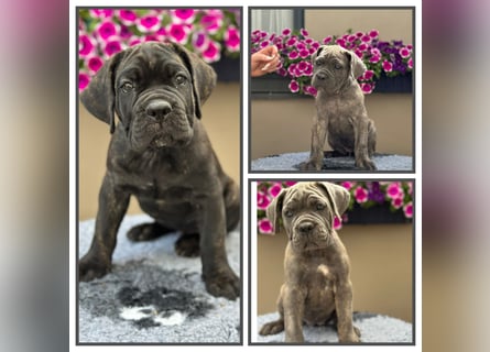 Cane Corso Italiano Rüden