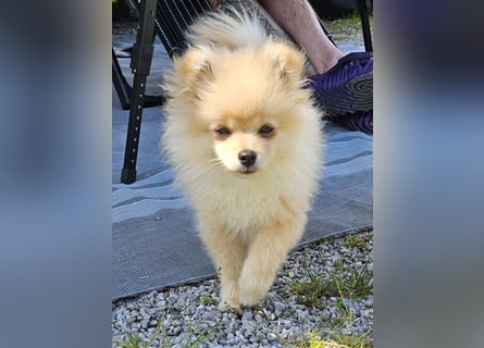 Pomeranian Spitz