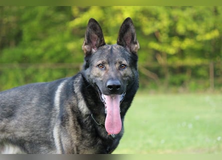 4 jähriger DSH in grau IGP 3, SV Papiere sucht ein neues zu Hause