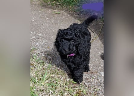 Cockapoo bereit zum Lieben!  - Schenken Sie sich selbst bedingungslose Liebe –