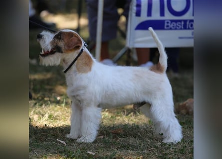 Weiblicher Jack Russell Terrier zu verkaufen