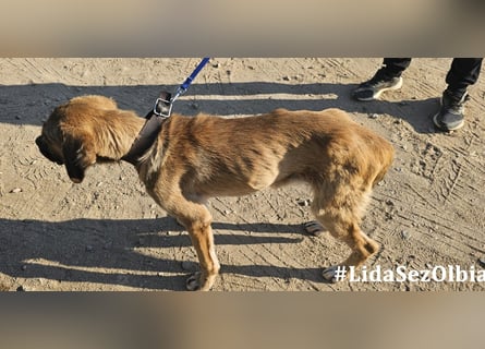 Luca: 1000 Schutzengel - und jetzt?