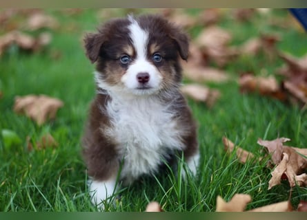 Traumhafte Mini Australian Shepherd Welpen suchen ab sofort ein liebevolles Zuhause