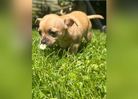 Chihuahua Welpe Hündin