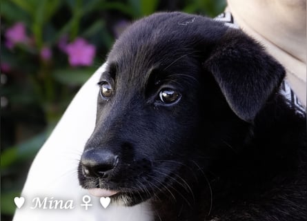 Drei wunderschöne belgische Schäferhundwelpen suchen ein Zuhause