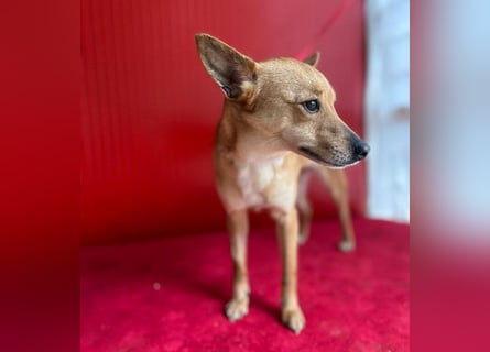 (R) ❤️ zarte kleine SZANDY - 4 Jahre, 32cm/4,2kg - Zwergpinscher-Mix