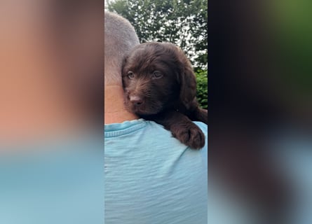 Labradoodle Welpen