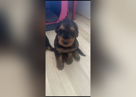 Typvolle Airedale Terrier Welpen aus Leistungszucht VDH/KfT