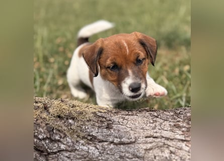 Jack Russel Terrier Welpen mit Stammbaum