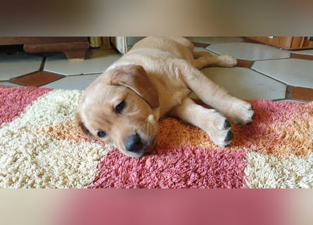 Labrador Welpen Hündinnen / Rüde in Fox- red - USA Line