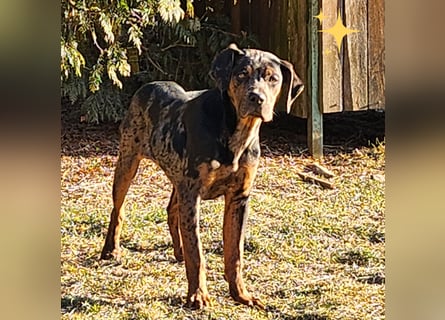 Louisiana Leopard - Catahoula