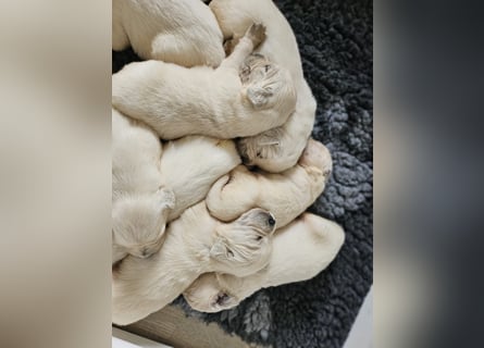 Golden Retriever Welpen aus verantwortungsvoller Zucht
