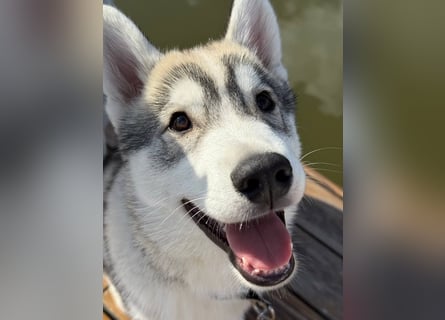 Not just a siberian husky boy - a soulmate on four paws