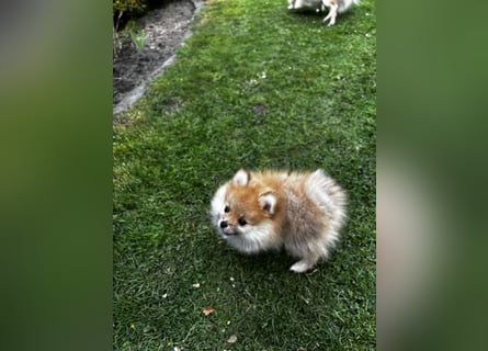 Zwergspitz  Pomeranian
