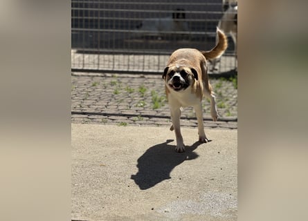Die liebenswerte BOUNTY sucht ihr Zuhause!