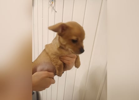 Süße Chorkie-Welpen black and tan & beige MIX !!!