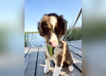 1 kleine Australian Shepherd Hündin( Welpe) braun/redtri (Minimix/Reinrassig)+ Gesundheitszeugnis