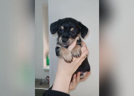 Süße Chorkie-Welpen black and tan & beige MIX !!!