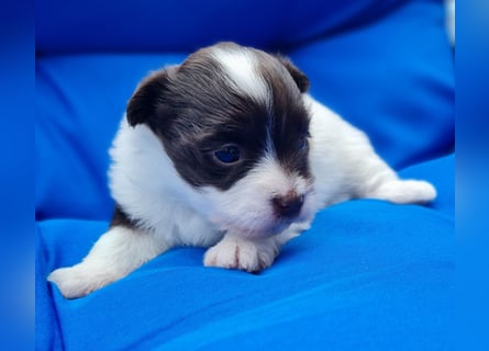 Bezaubernde Welpen aus Bolonka Zwetna und Pomeranian (Zwergspitz)