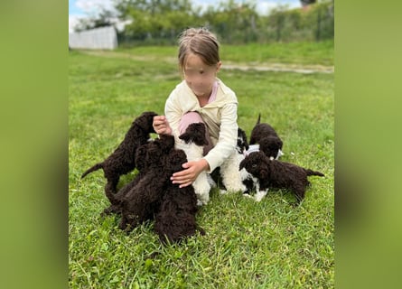 Lagotto Romagnolo, Welpen von ausgezeichneter Qualität