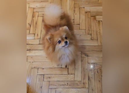 Pomeranian