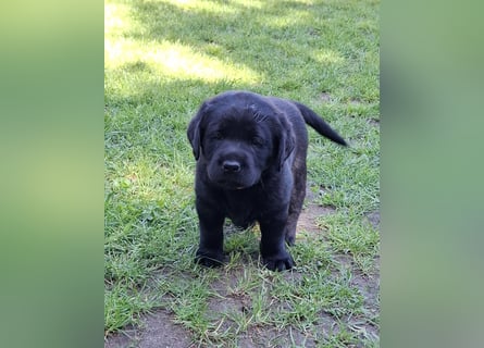 Labrador Welpen mit Ahnentafel