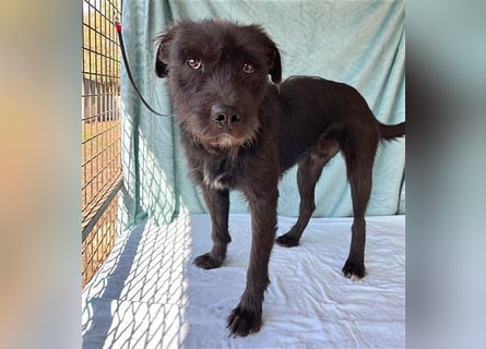 ❤️ RANDY mit den traurigen Augen - 1 Jahr, 45cm/15kg - Schnauzer-Mix