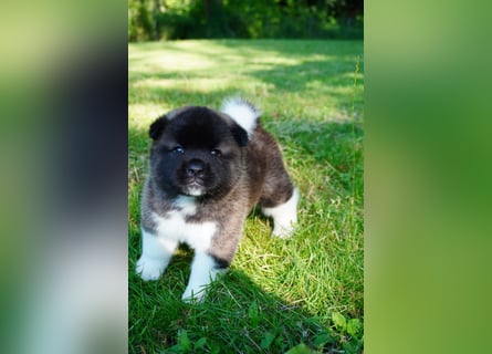 Amerikanische Akita