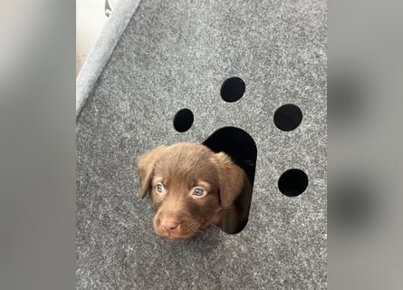 Labrador Mix Welpen