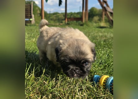 Mops Welpen  ( Altdeutsche )