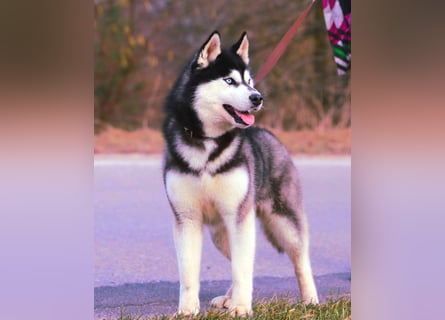 FCI Pedigree Blue Eyed Black & White Siberian Husky Champion Puppy