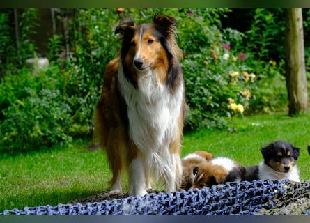 Familienfreundliche amerikanische Collies