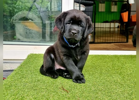 Edle Labrador Welpen mit Ahnentafel, Nachkommen von Champions