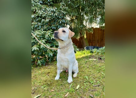 Labrador Rüde 2 Jahre