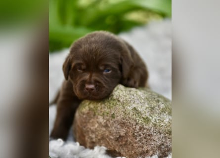 Aussiedor Aussiedorwelpe Welpe Australien Shepherd x Labrador