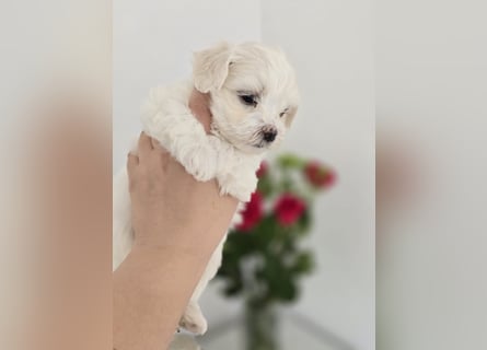 Zauberhafte koreanische Malteserwelpen