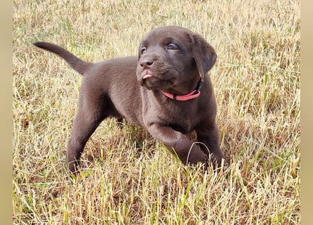 Neun zuckersüße reinrassige schokobraune Labrador-Welpen suchen ein liebevolles neues Zuhause!