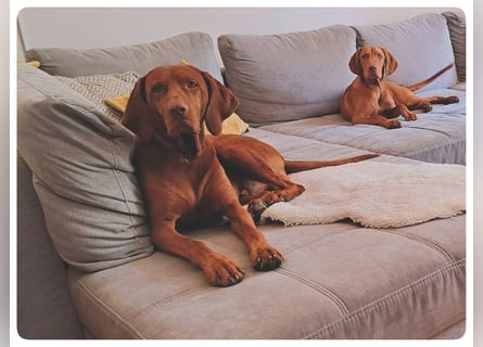 Magyar Vizsla Welpen suchen ab Mitte März ein neues liebevolles Zuhause