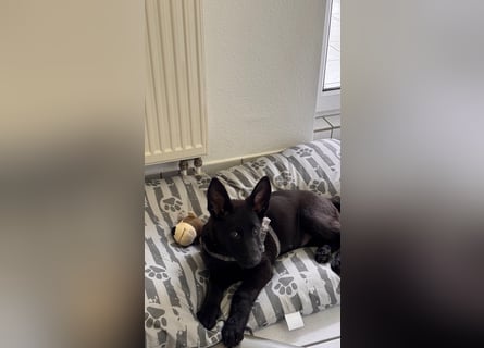 Schäferhund zum abgeben