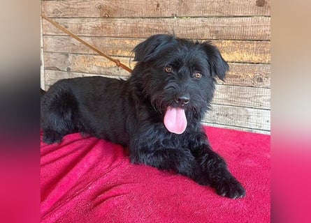 (R) ❤️ superliebe Familienhündin BOGI - 1,5 Jahre, 50cm/18kg - Mischling