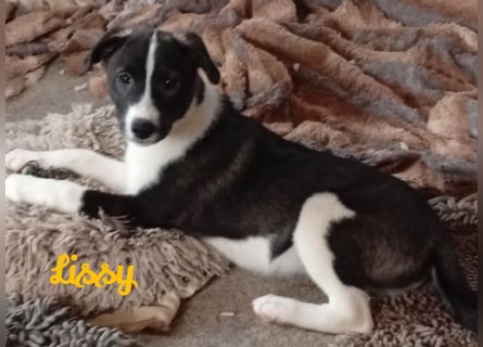 Suchen ab 18.05 2025 ein liebevolles Zuhause