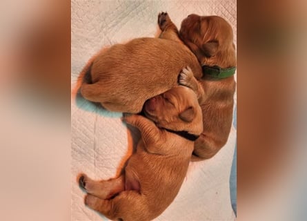 Golden Retriever dark reinrassig