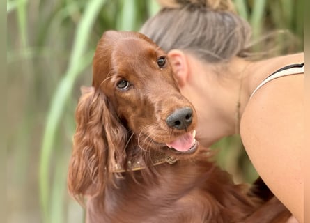 Irish Setter Welpen mit Papieren