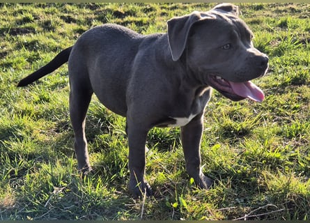 Süße Labradorweimaraner/ American Bully (Pocket)
