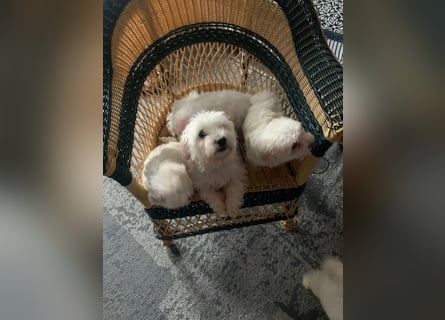 Bichon Frisé Welpen suchen ein liebevolles Zuhause