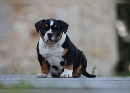 Unglaublich schöne American Bully Welpen!