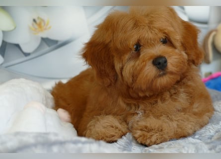 Wunderschöne Havapoo Welpen ähnlich Maltipoo (Toypudel/Zwergpudel + Havaneser)