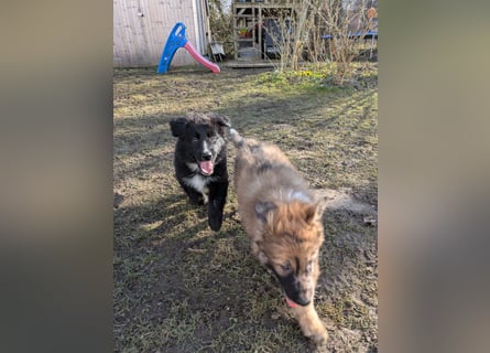 Border Collie Schäferhund Welpe